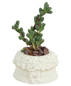 Mini Çiçek Saksı Küçük Sukulent Beyaz Kaktüs Saksısı Çiçekli Fiyonklu Model